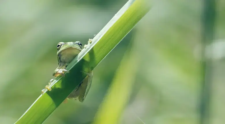 Exide è verde, batteria al piombo puro a piastre sottili, sprinter di pura potenza